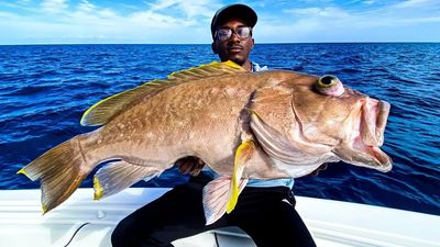 Yellowedge Grouper