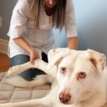 Chien qui boite se fait traiter en ostéopathie vétérinaire par Dre Roxane P. Charbonneau