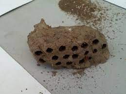 mud wasp nest