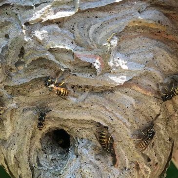 wasps, wasps nest, wasp nest on shed 
