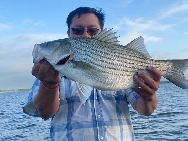 Man holding a large striped bass by the water.