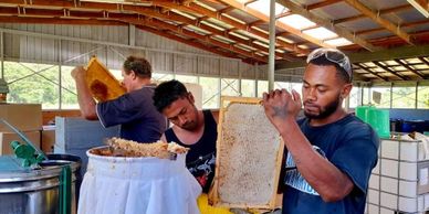 Three men harvesting honeycombs in a bright, open workshop.