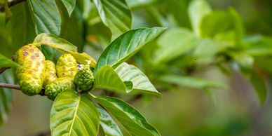 Noni fruit growing on a branch with green leaves.