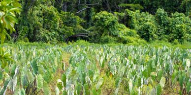 A green taro field with lush forest in the background.