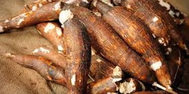Freshly harvested cassava roots with rough brown skin.