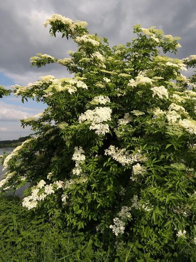 Elder tree with outdoor background and sky