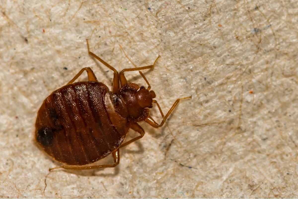 The Top Warning Signs You Have A Bed Bug Problem The Top Warning Signs You Have A Bed Bug Problem