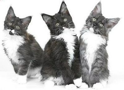 Fogcity Maine Coon kittens bred by Tina Dodge.