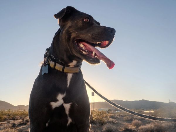 Cole, our first official rescue pup. He is ready for adoption!