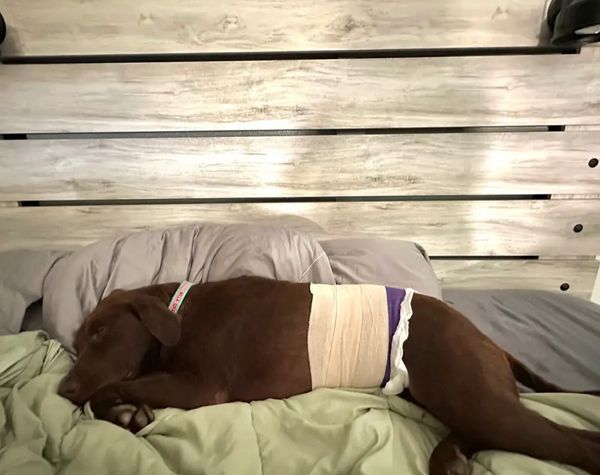 Rescue dogs Robbins Rescue Ranch Best dog rescue Adopt a rescue dog