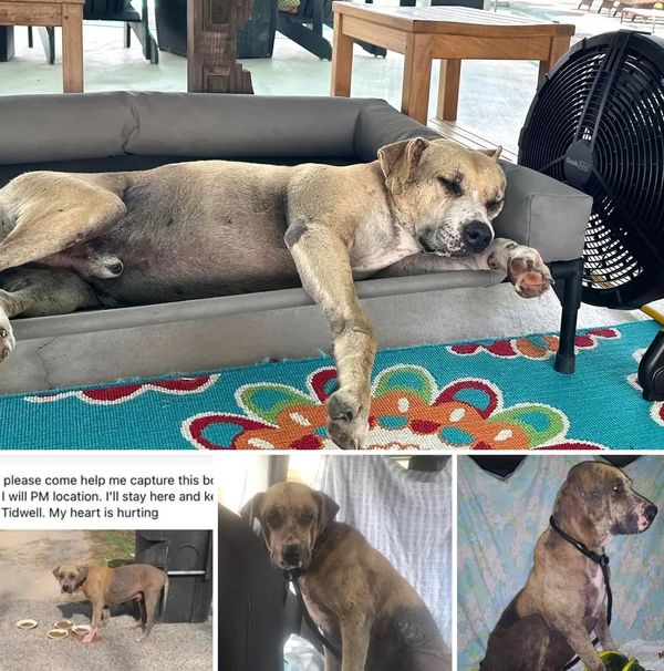 Rescue dogs Robbins Rescue Ranch Best dog rescue Adopt a rescue dog