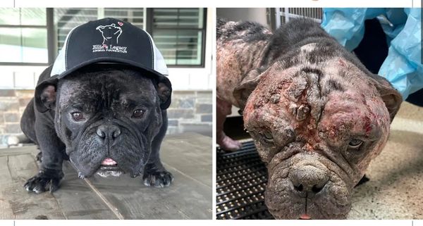Rescue dogs Robbins Rescue Ranch Best dog rescue Adopt a rescue dog