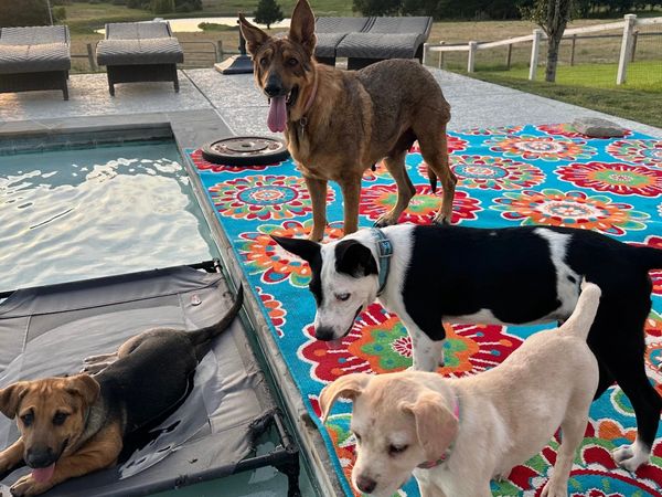 Rescue dogs Robbins Rescue Ranch Best dog rescue Adopt a rescue dog