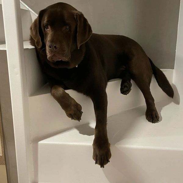 Picture of Mudpie on steps