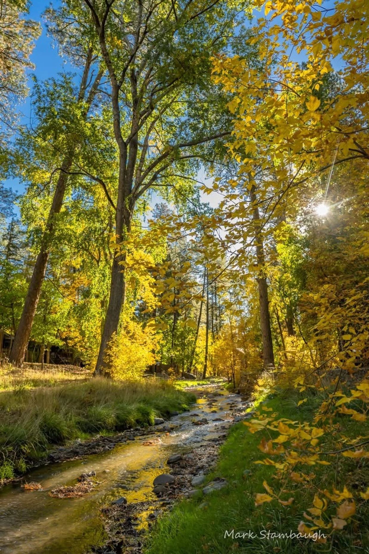 Fall Colors in Upper Canyon by local  Mark Stambaugh
