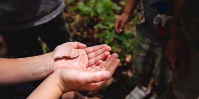 Homeschool Nature Learning