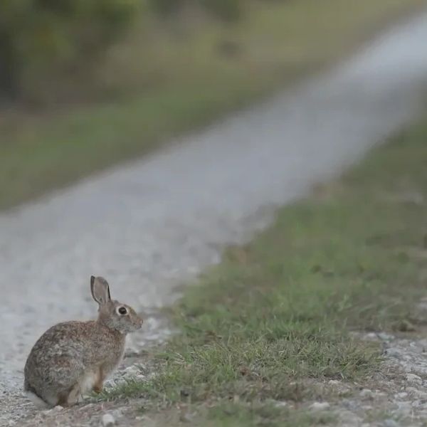 Cottontail Rabbit looking down a gravel lane