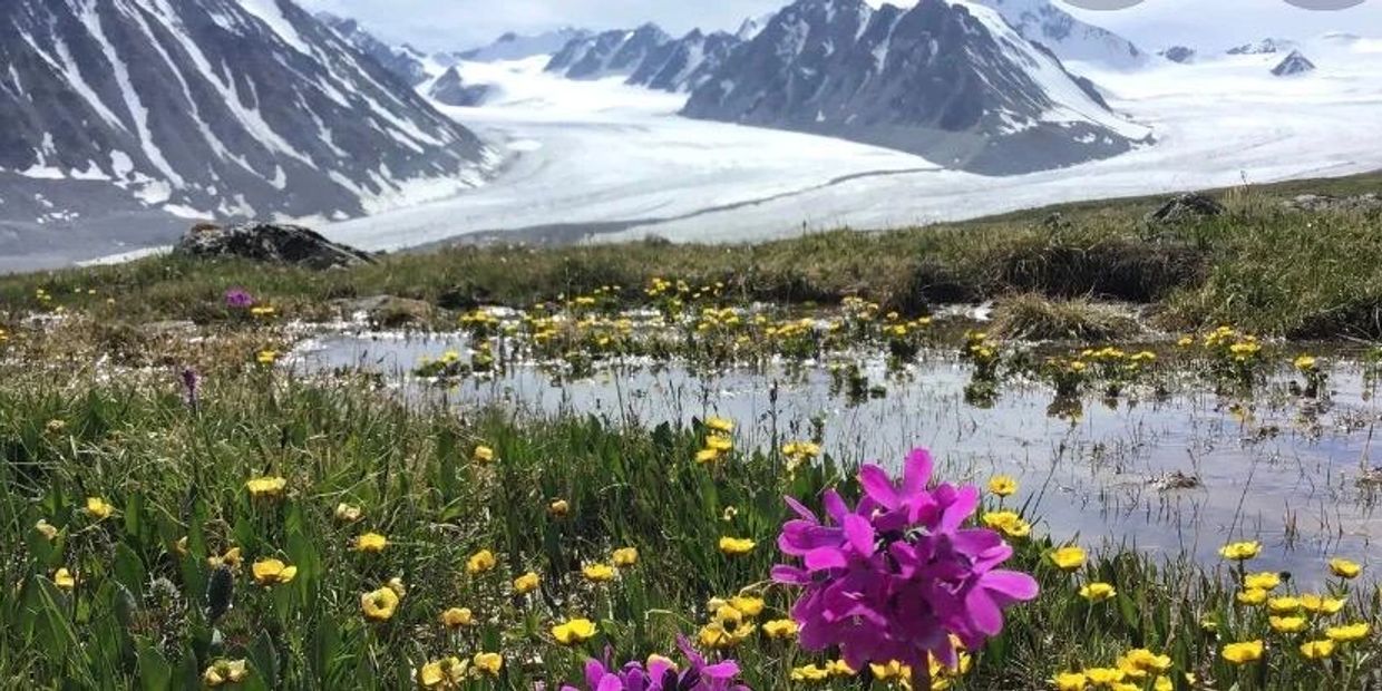Wildflowers bloom in a meadow near a glacier and snow-capped mountains.