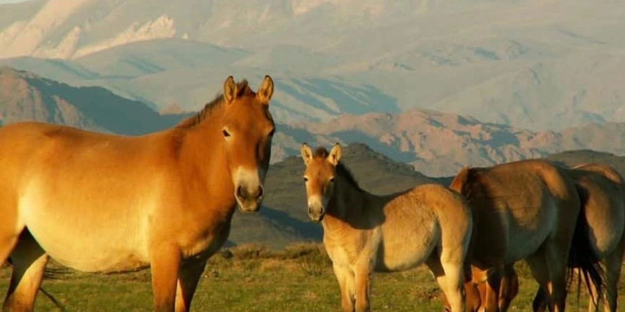 Przewalski's horses standing on grass with mountains in background.