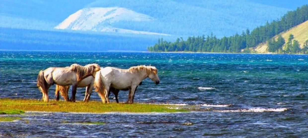 Three horses standing on a grassy shore by a blue lake with forest and hills in the background.