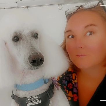 Standard Poodle Rupert dog groomers