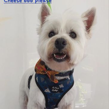 Westie West highland Terrier groomer grooming dogs puppies 