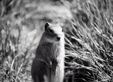 Curious groundhog