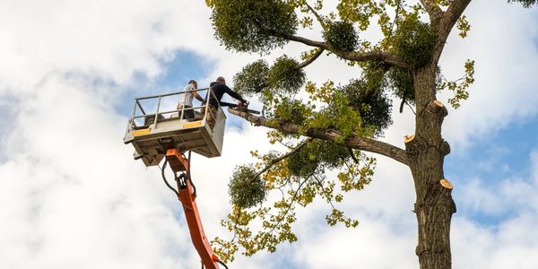 Tree care expert in tree services