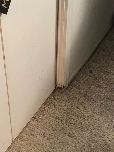 Replace trim / baseboards everywhere.