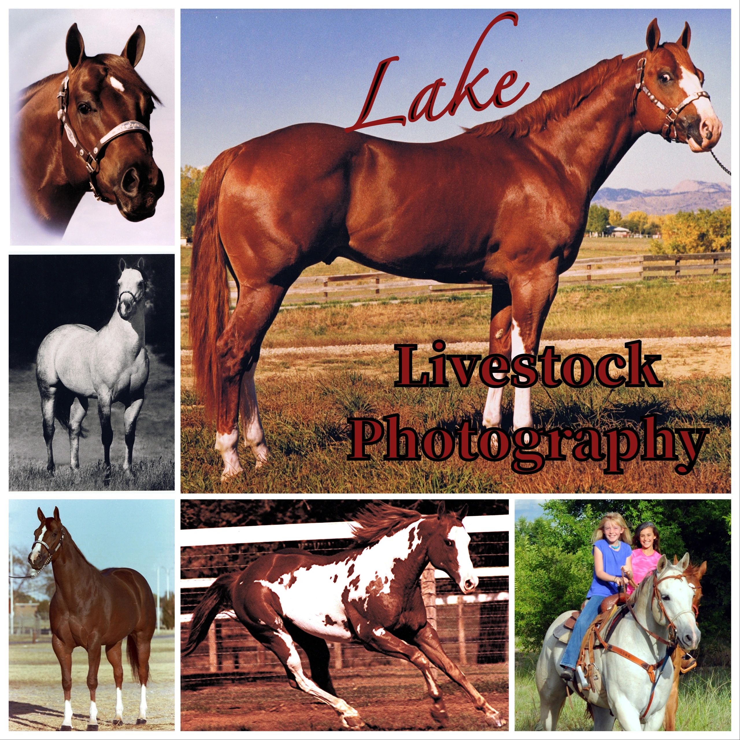 Lake Livestock Photography Home