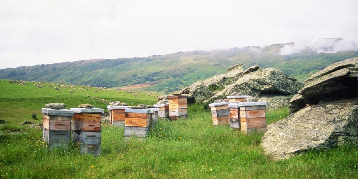 Wooden beehives in a green mountainous landscape.