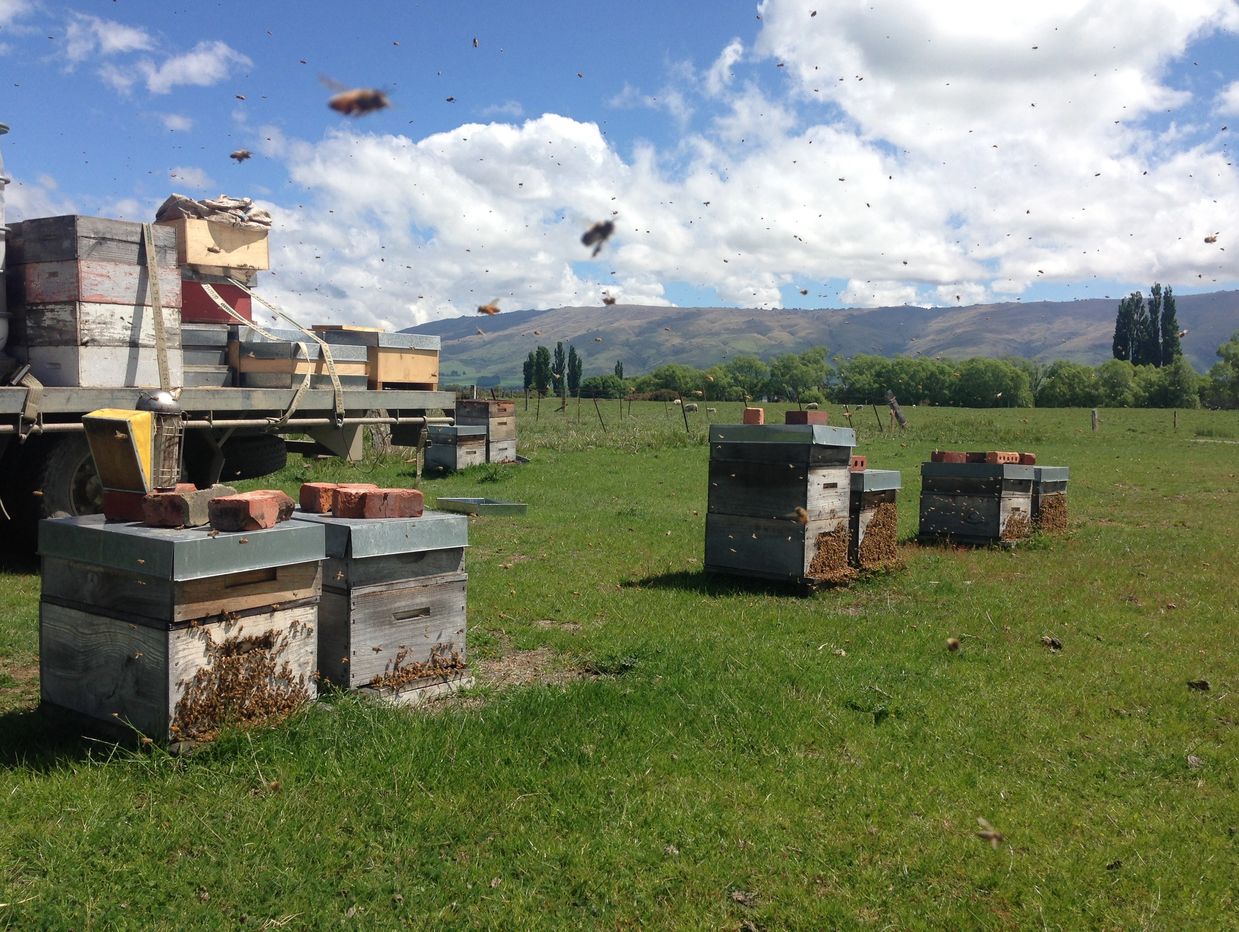 Active beehives on a sunny day in a field.