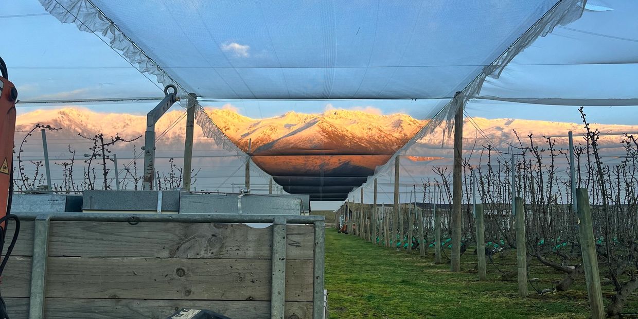 Agricultural field with mountain backdrop under a protective net.