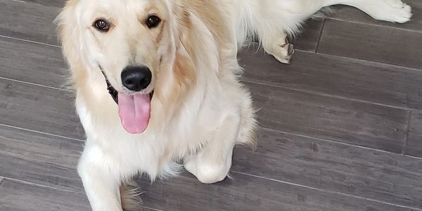 Therapy dog relaxing.