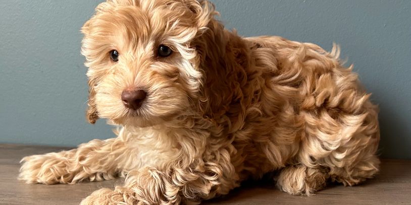 how do you choose a puppys temperament