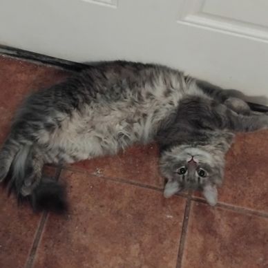 A fluffy gray cat lying on its back by a door.