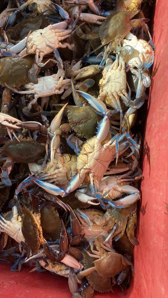 Colossal Crabs