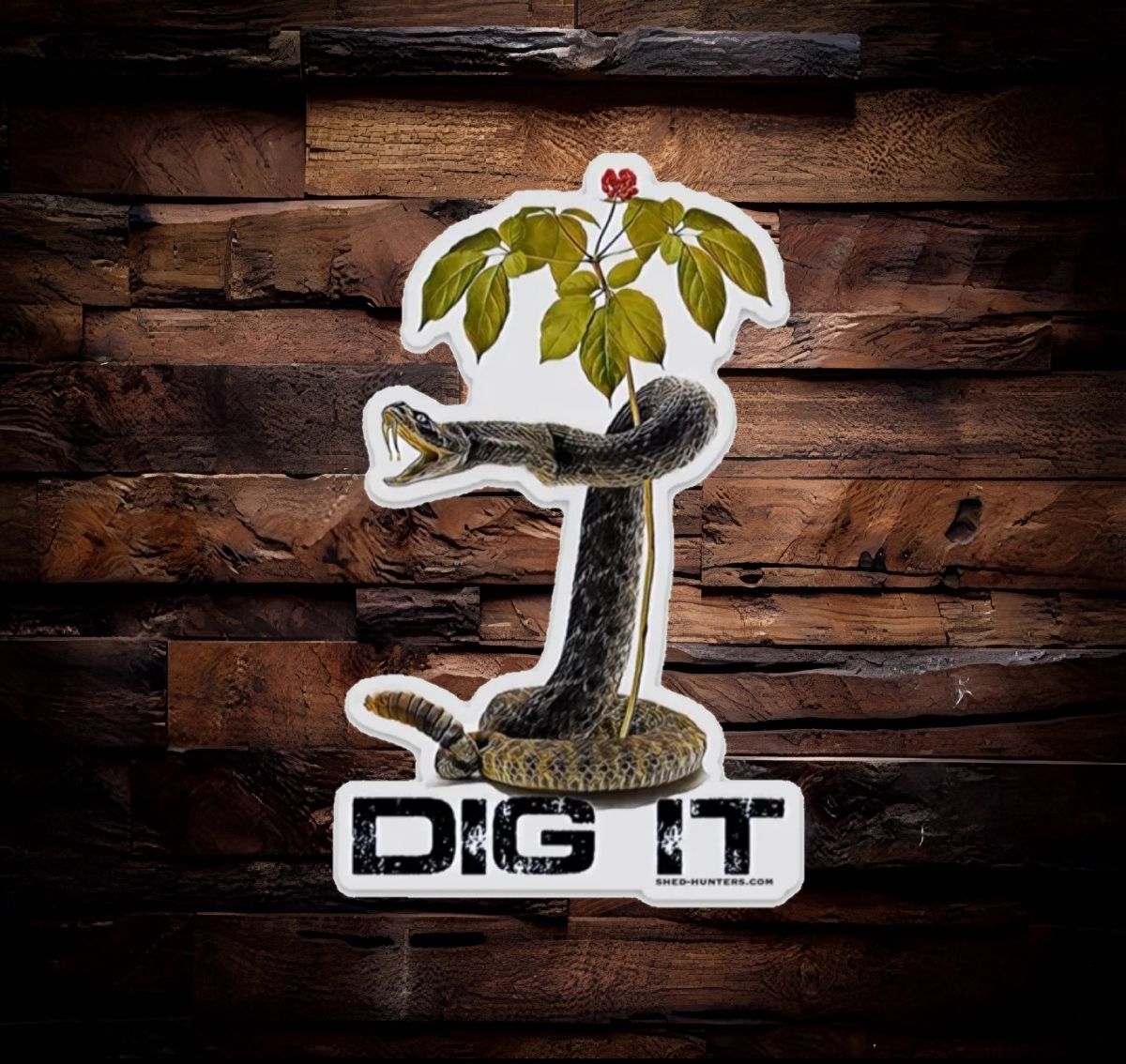 Dig It Ginseng Rattle Snake Sticker