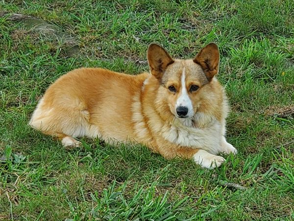 Corgi puppies available in Texas