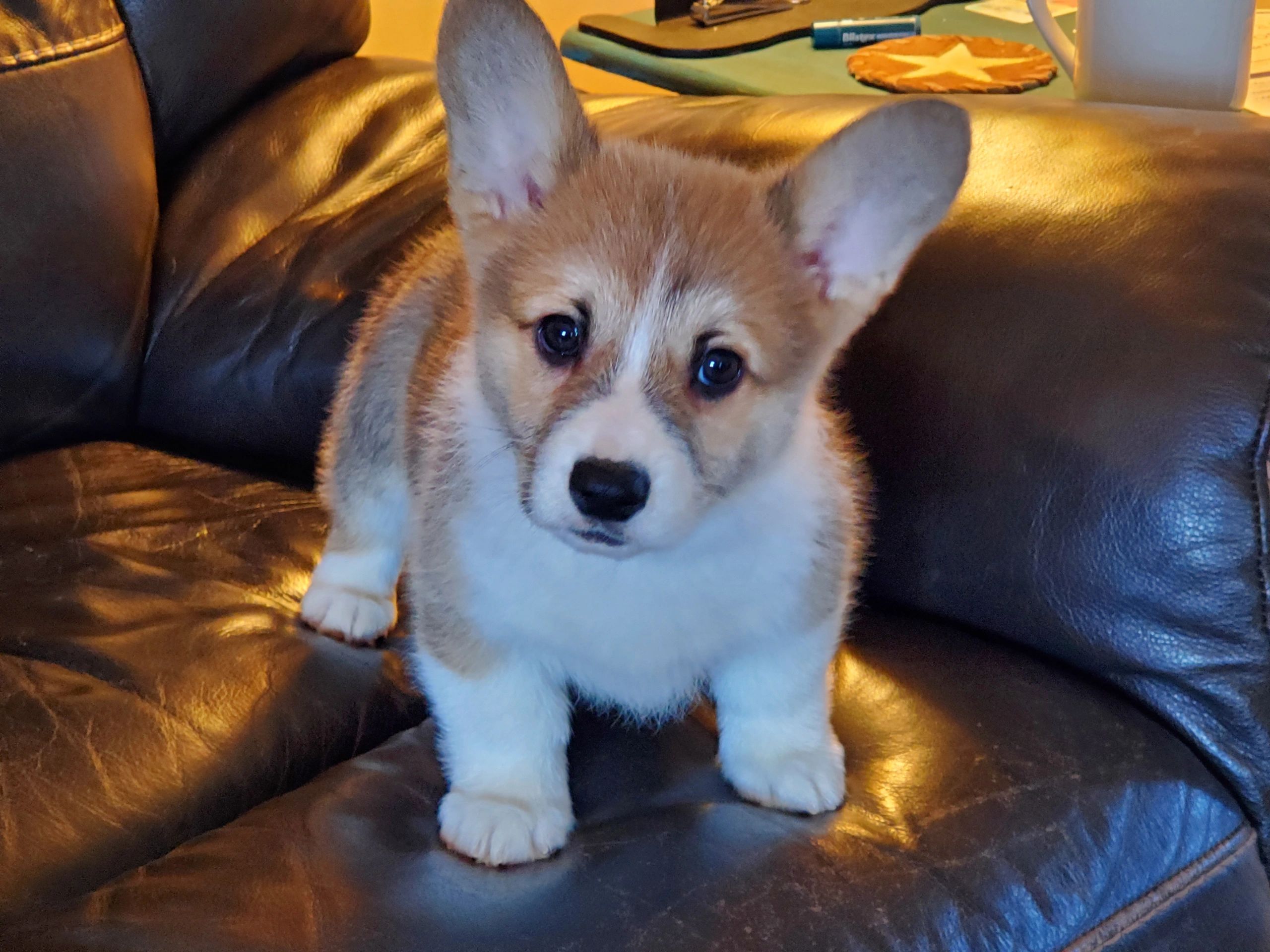 Pembroke Welsh Corgi