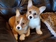 Getting to know the Pembroke Welsh Corgi - Corgis I Texas Corgi Breeder I  Harman Corgis