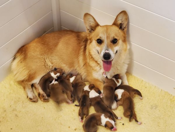 AKC Corgi puppies for sale