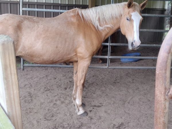 Our love and passion for horses 
