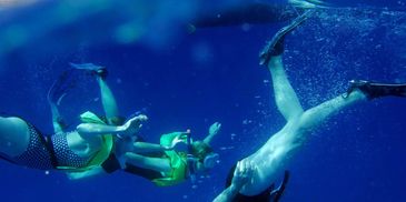 snorkeling in Hawaii