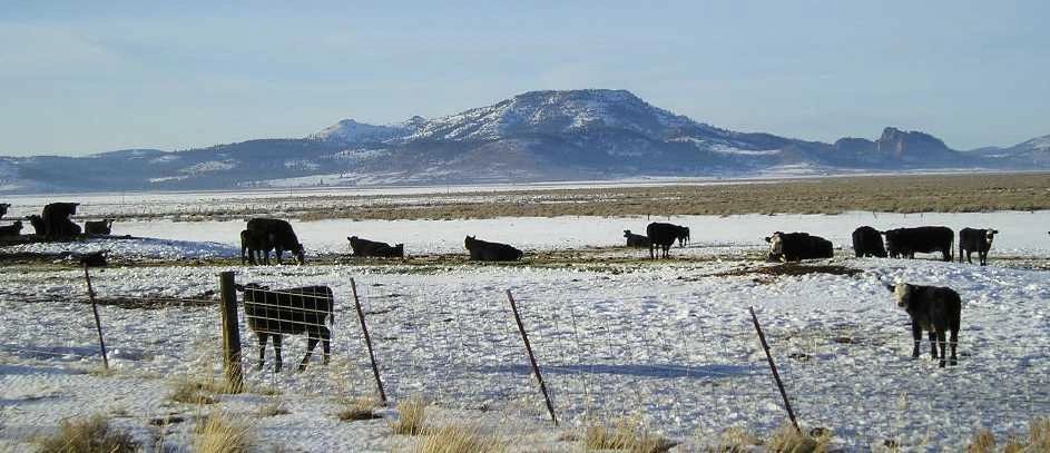 cows_winter.jpg