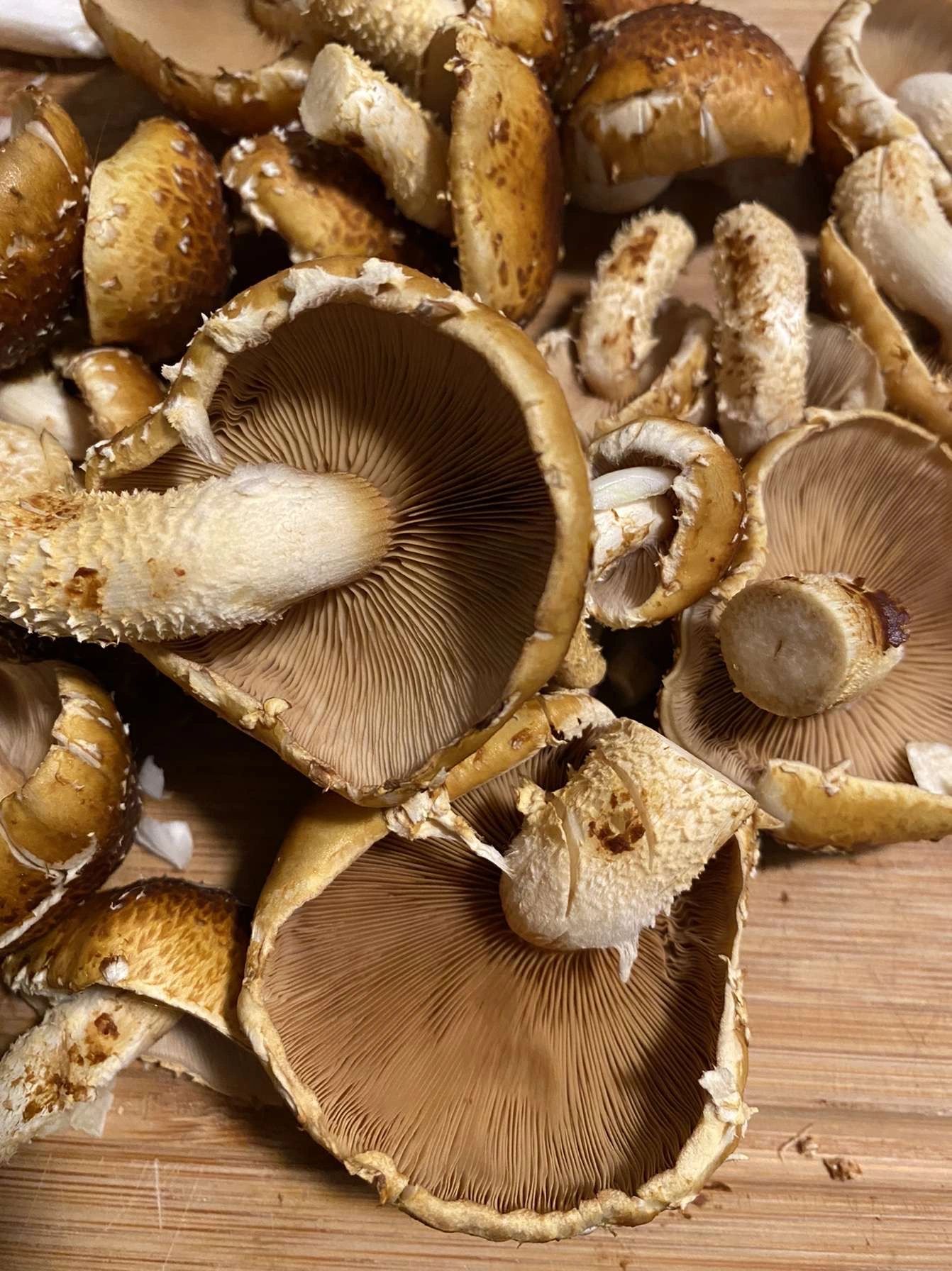 Panhandle Gourmet Mushrooms