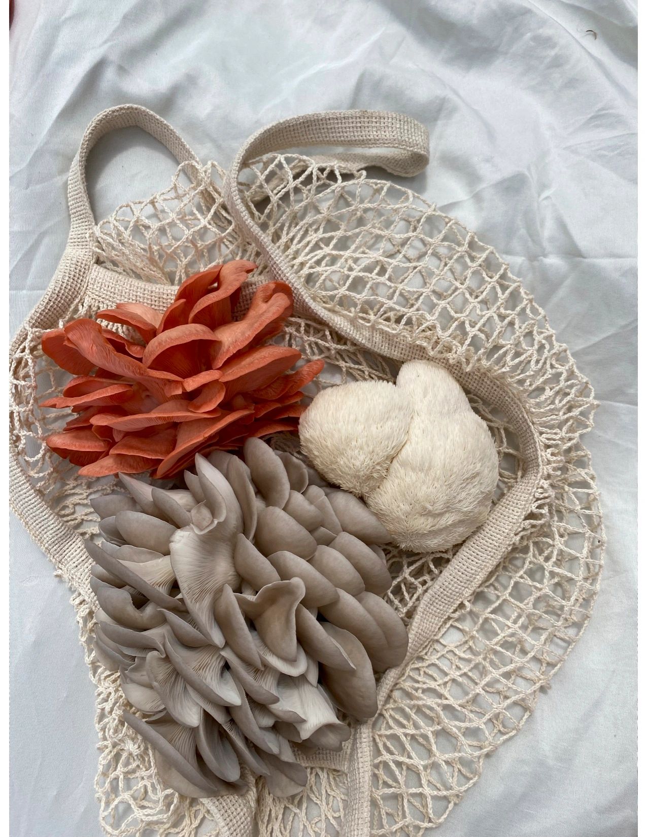 Panhandle Gourmet Mushrooms Home