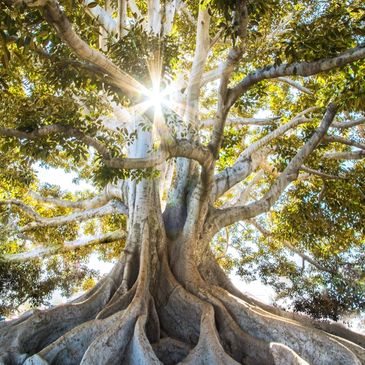 Enfoque holístico, somos cuerpo, mente, sentimientos , alma y espíritu.