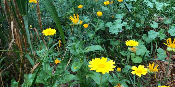 Meadows include wildflowers with medicinal benefits attract pollinator