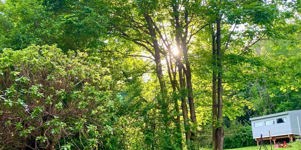 Sun shines through heavy mature tree growth over a goldfish stocked pond at the base of a tree stand